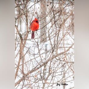 Red Cardinal Bird Art Print - Vibrant Red Wildlife Photography 8x10